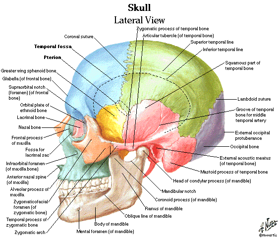 Free Head And Neck Anatomy